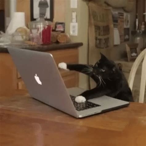 cat spamming keyboard gif|39 Cat Keyboard GIFs — gif.guru.
